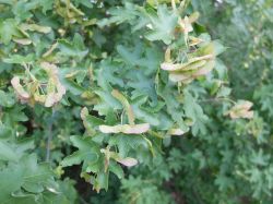 Erable Champêtre, fruits horizontaux, les feuilles ont 5 lobes.