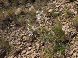 Phalangères à fleurs de lis