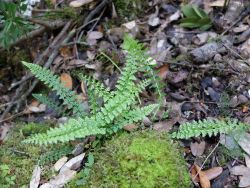 Asplenium fontana