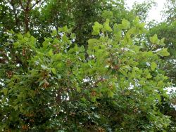 Erable de Montpellier. Les feuilles ont trois lobes entiers