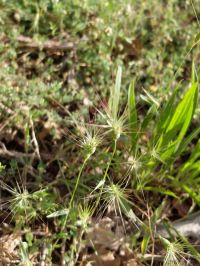 aegilops ovata 