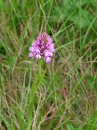 anacamptis pyramidalis (orchis pyramidale)