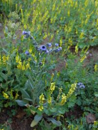 cynoglossum creticum (cynoglosse de crête)