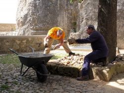 Vider le tas de pierres autour du cèdre 