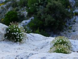 Silènes saxifrages 