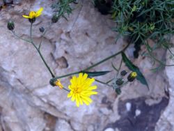  Hieracium