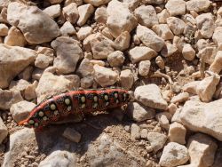 Une grande chenille, 8 à 10 cm  