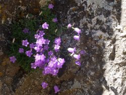 Un bouquet de campanules à feuilles rondes sur la falaise