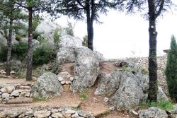 Une partie des arbres élagués