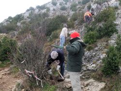 Francis Moze et Daniel Arnoux élargissent le chemin en taillant les arbustes