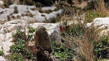 L'oiseau se niche sous le parapet, à l'abri du vent