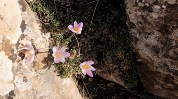 Premiers crocus, au niveau du Pas du Moine !