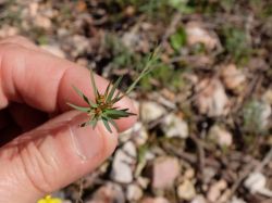 Euphorbe fluette (Euphorbia exigua)