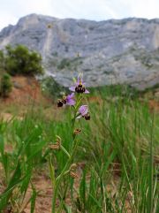 Ophrys scolopax (bécasse) à voir en mai.