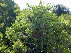 cade femelle (baies rouges)  