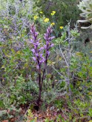 Même  plante, fleurs épanouies