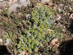 Germandrée dorée (Teucrium aureum 