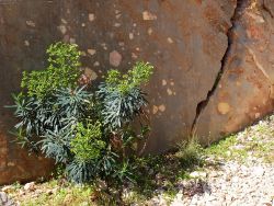 Euphorbe characias devant un bloc de 