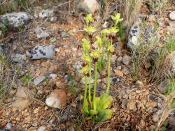 Ophrys fusca (brun)