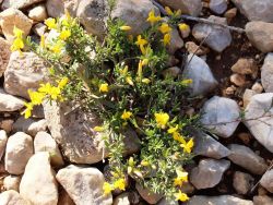 Genêt poilu (Genista pilosa) 