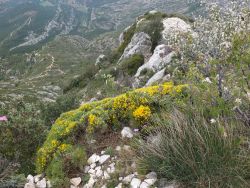 Genêt de Lobel sur les bords des Costes Chaudes 