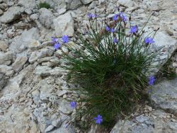 Aphyllante sur le piémont 