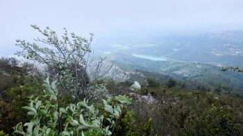 Alisiers sous le vent. En contrebas, la retenue du barrage de Bimont dans la brume