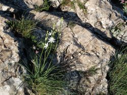 Phalengère à fleurs de lys sur les crêtes