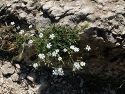 Céraistes des champs sur les crêtes