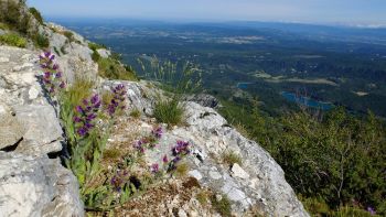 Vipérine au pied de la Croix  