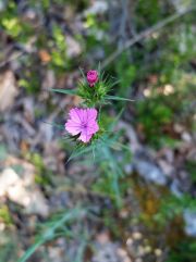 Œillet de balbis ( Dianthus balbisii)