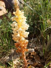 Orobanche couleur d'améthyste (Orobanche amethystea)