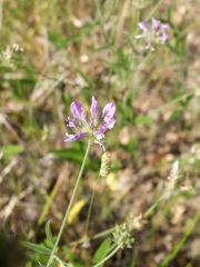 Psoralée à odeur de bitume (Bituminaria bituminosa)