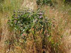 Herbe au vent (Phlomis herba-venti)