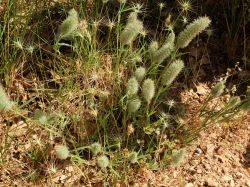 Trèfles à feuilles étroites (Trifolium angustifolium)  