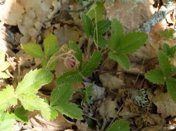 Fraiser des collines (Fragaria viridis) 