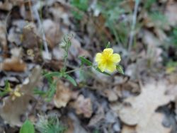 Hélianthème hérissé (Helianthemum hirtum) 