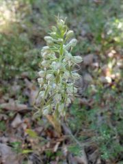 Orchis à odeur de bouc (Himantoglossum hircinum)