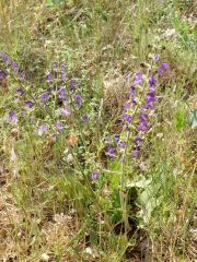 Sauge des près (Salvia pratensis)