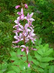 Dictame blanc, Fraxinelle (Dictamnus albus) en floraison