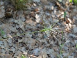 Égilope allongée (Aegilops triuncialis)