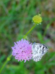 Knautie des collines (Knautia collina)