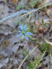 Nigelle de Damas (Nigella damascena)