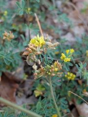 Luzerne agglomérée (Medicago sativa L. subsp. glomerata)