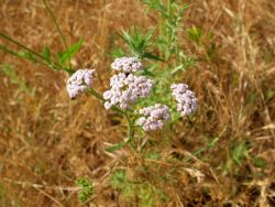 Achillée mille-feuille (Achillea millefolium)