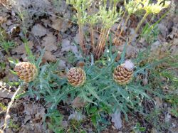 Leuzée conifère (Rhaponticum coniferum)