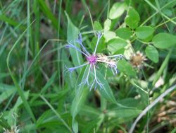 Centaurée semidécurente (Cyanus semidecurens)