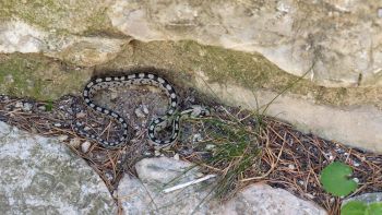 Jeune couleuvre à échelons le long du mur...