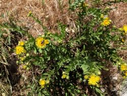 Inule à feuilles de saule (Inula salicina) 