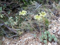 Orpin de  Nice (Sedum sédiforme) 